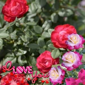 Meet your Posher, Rose